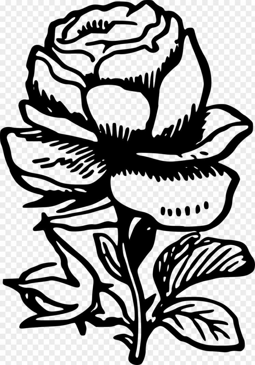 Rose Floral Design Drawing PNG