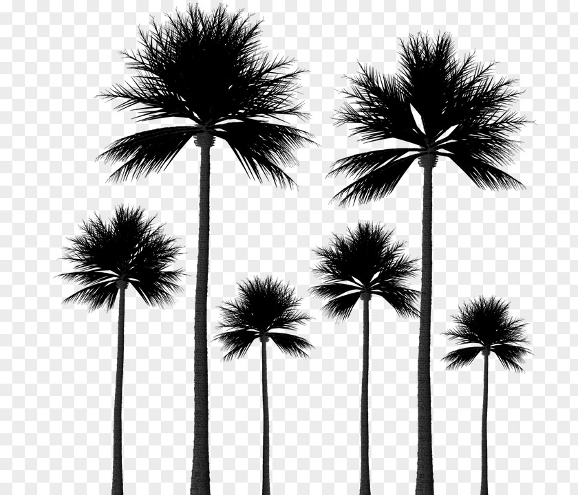 Tree Arecaceae Sabal Palm Silhouette PNG