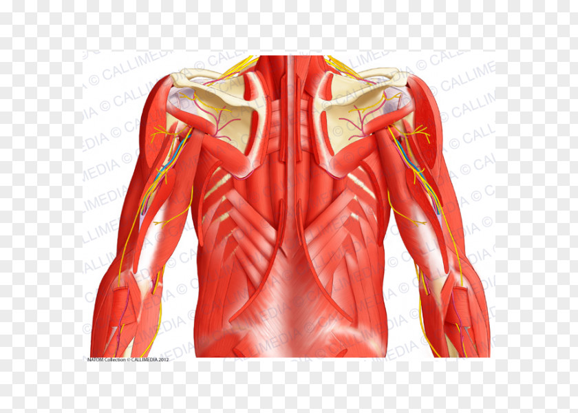 Abdomen Anatomy Serratus Posterior Superior Muscle Inferior Pelvis PNG