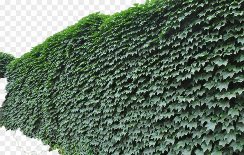 Green Wall Tiger Parthenocissus Tricuspidata Plant Vine Campsis Grandiflora PNG