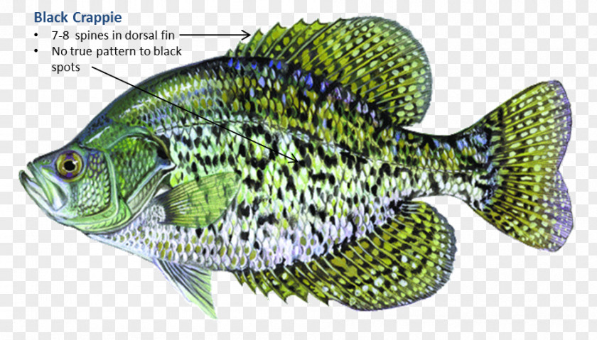 Jump Out Of The Water Black Crappie White Rainbow Trout Largemouth Bass PNG