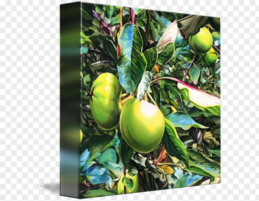 Kelly Eddington Watercolors Citrus Canvas Gallery Wrap Floater Apple PNG