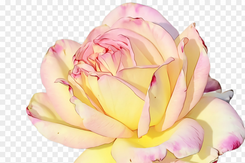Yellow Plant Garden Roses PNG