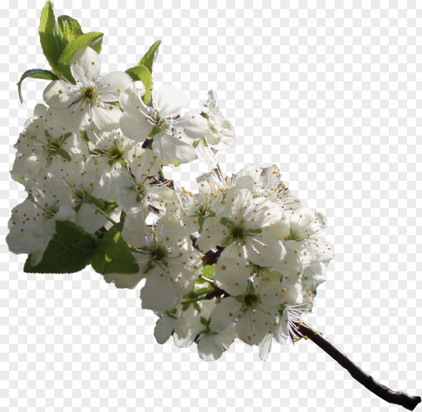 Flower Microsoft Word Clip Art PNG