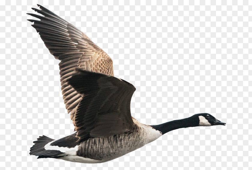 Goose Canada Bird Greylag PNG