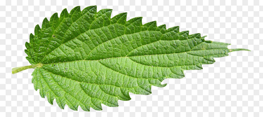 Leaf Common Nettle Plant Herb PNG