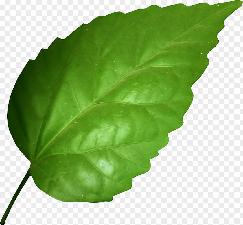 Leaf Photosynthesis Garden Rhubarb Plant Root PNG