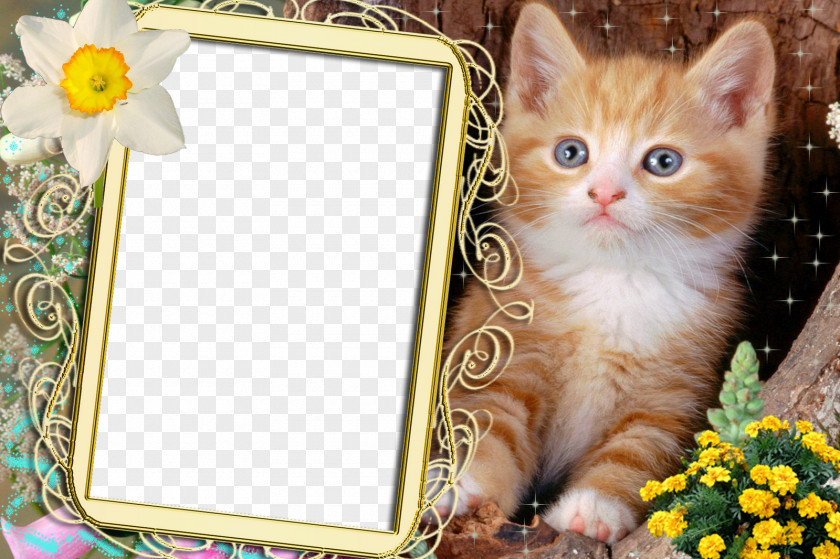 Photoshop Himalayan Cat Persian American Shorthair British Kitten PNG