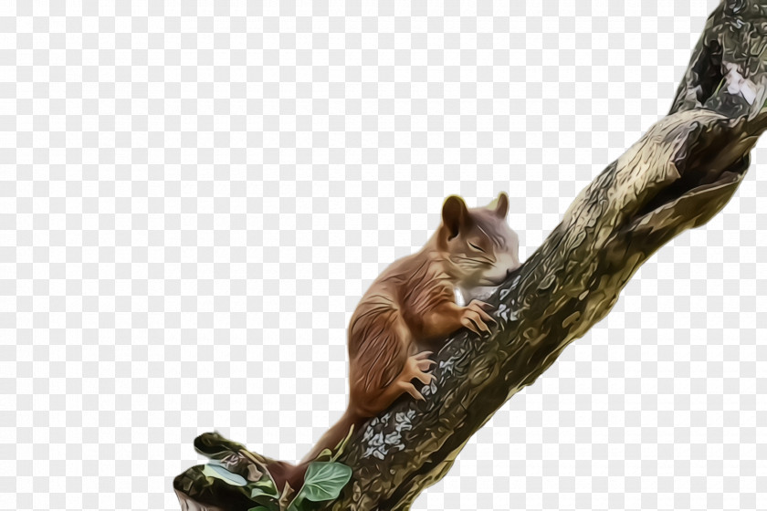 Tail Fox Squirrel Branch Wildlife PNG