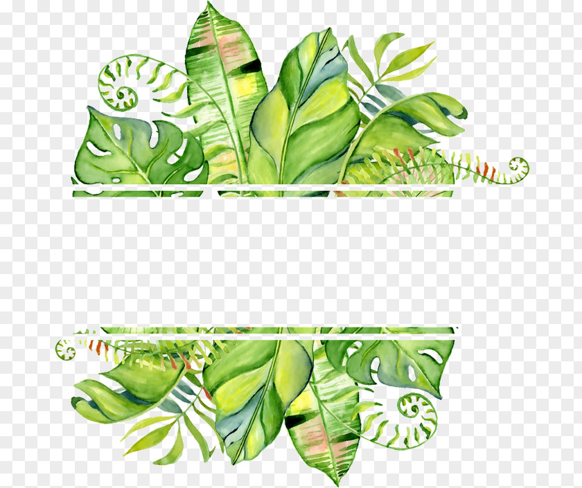 Tropical Frame Leaf Watercolor Painting Clip Art Stock Illustration Drawing PNG