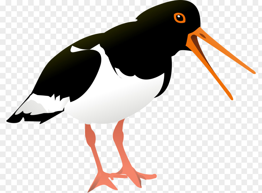 Heron Clipart Bird Eurasian Oystercatcher Clip Art PNG