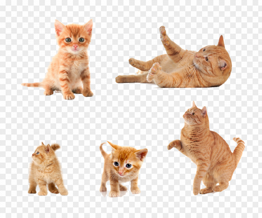 Kitten Five Kinds Of Forms Cat Clip Art PNG