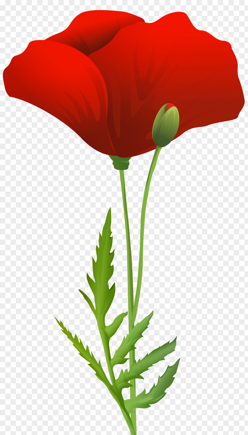 Poppy Family Flower Red Coquelicot Plant Corn PNG