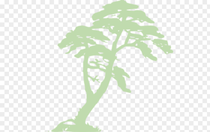 Tropical Leaf Amazon Rainforest Clip Art PNG