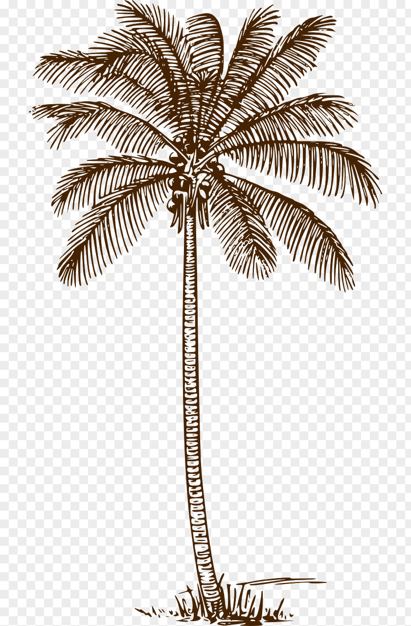 Coconut Palm Trees Drawing Clip Art Line PNG