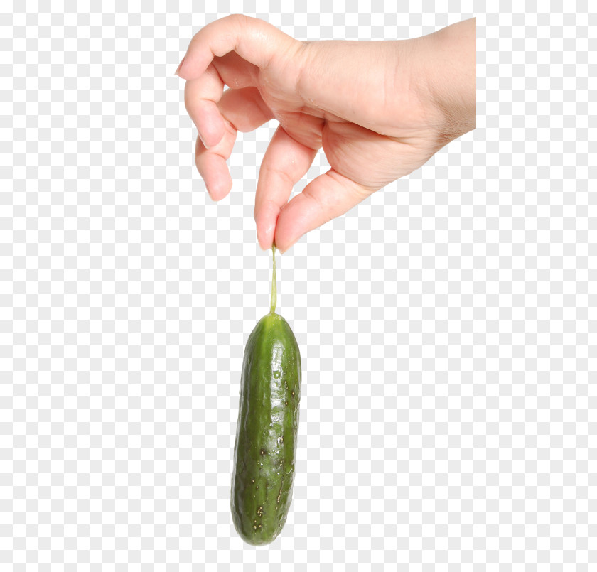 Cucumber Vegetable Fruit Hand PNG