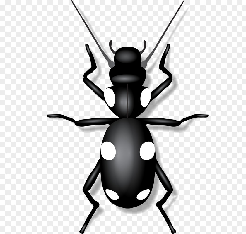 Small Black Insects Insect Clip Art PNG