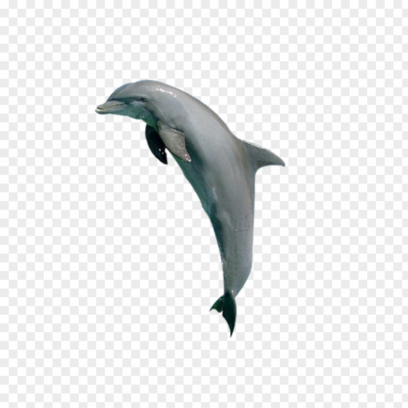 Animals Dolphins Tucuxi Common Bottlenose Dolphin Porpoise Killer Whale PNG