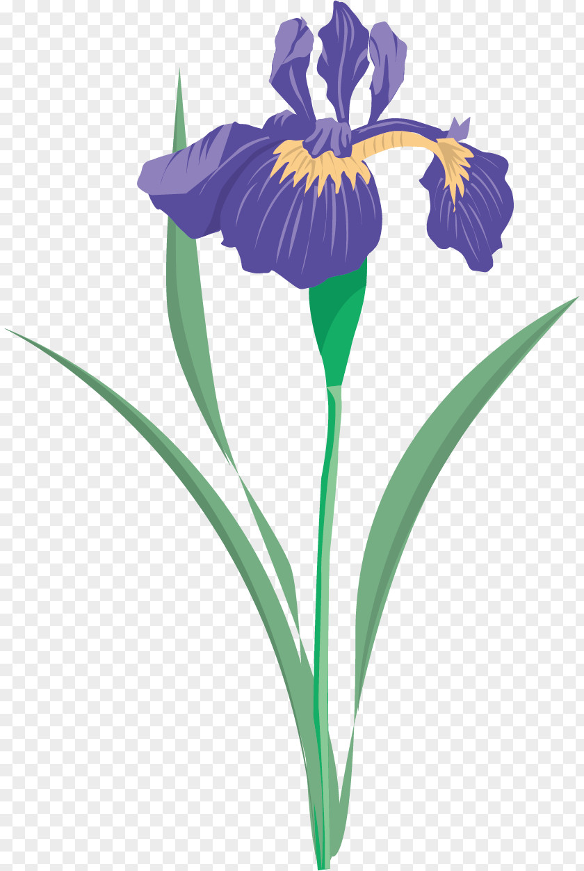 Floral Pattern Material Picture Iris Versicolor Flower Data Set Clip Art PNG