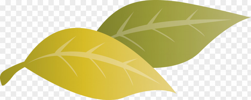 Green Fruit PNG