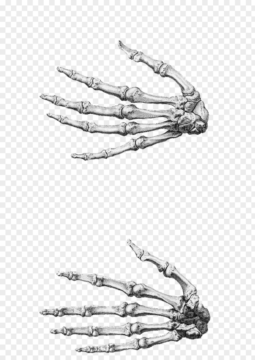 Hand Finger Anatomy Accessory Bone PNG