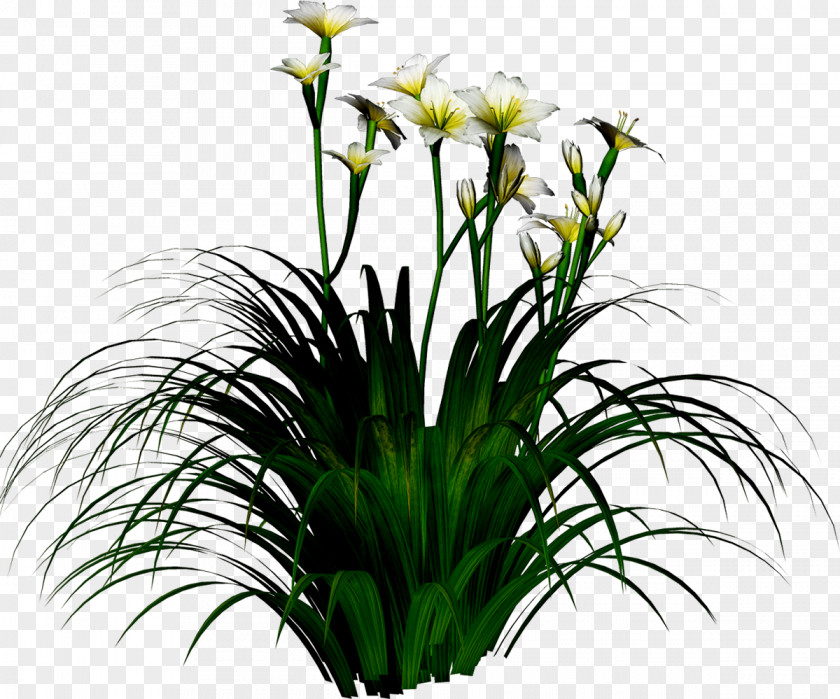 Lilies Narcissus Tazetta Flower PNG