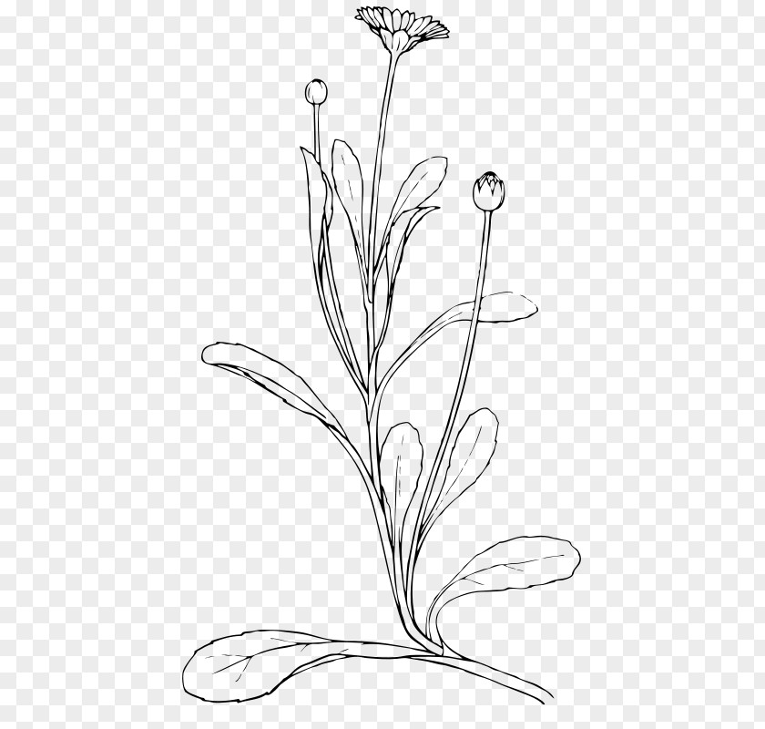 Drawing Common Daisy Clip Art PNG