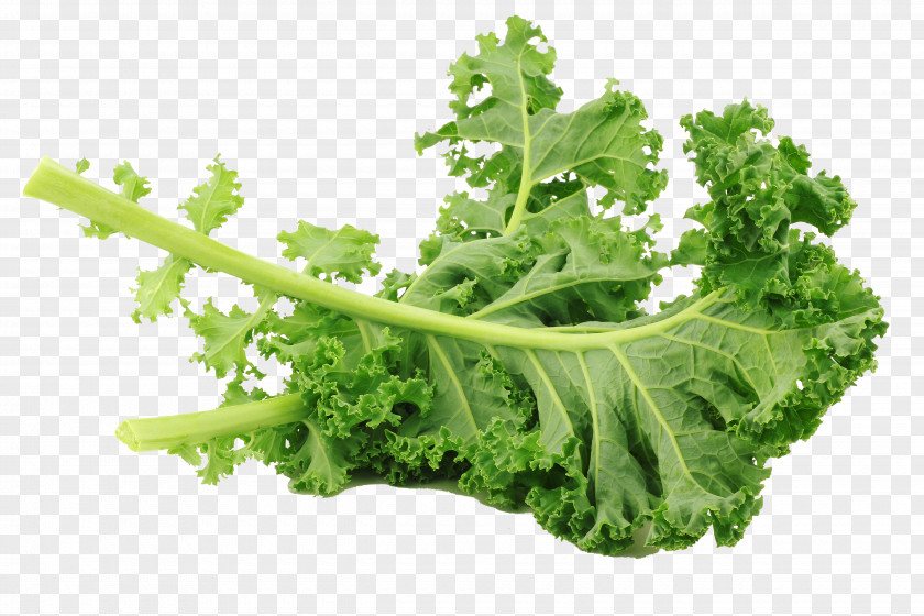 Kale Creative Photography Lacinato Leaf Vegetable Salad Brussels Sprout PNG