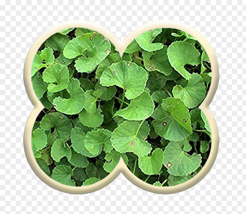 Plant Centella Asiatica Medicinal Plants Mackinlayoideae Herb PNG