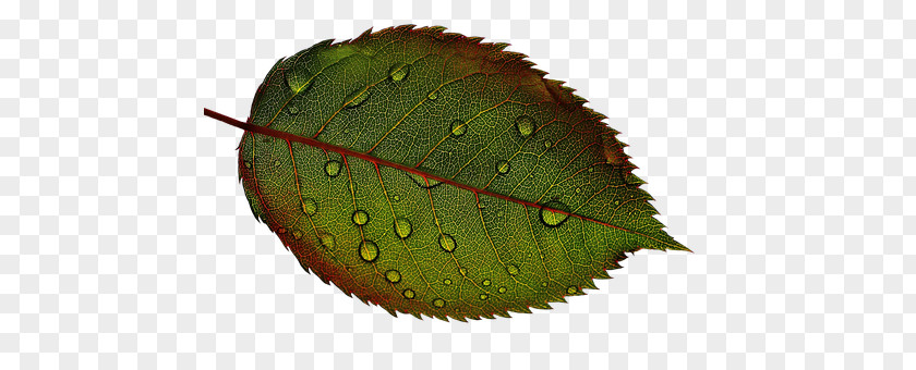 Rose Leaf Plant Drop PNG