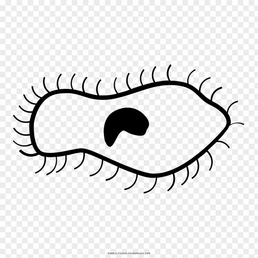 Sperma Drawing Cell Black And White Line Art PNG