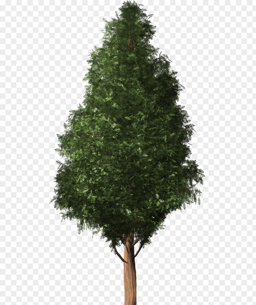Tree Spruce Fir Cedar Pine English Yew PNG