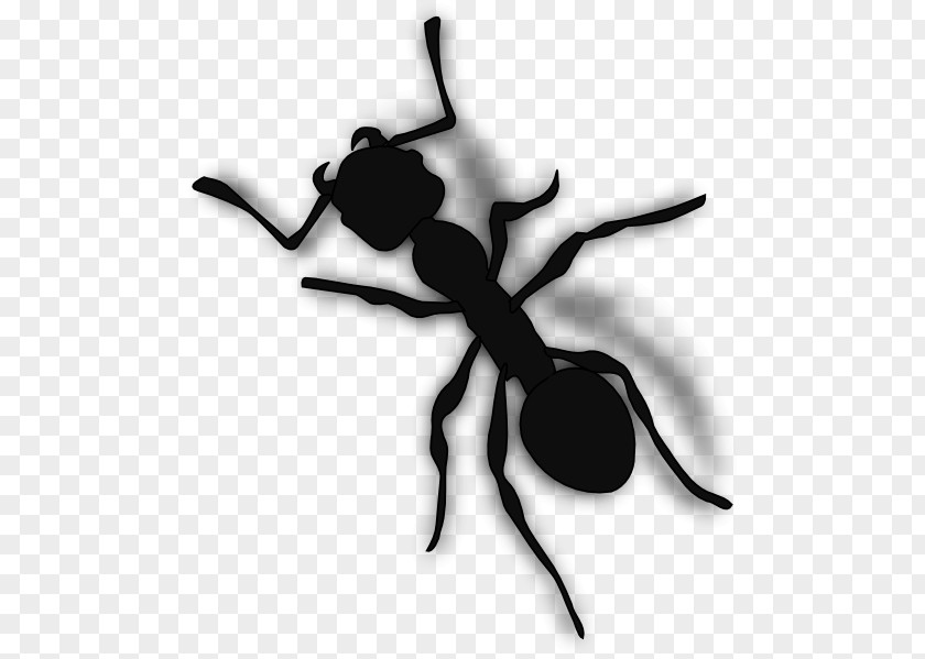 Ant Clip Art PNG
