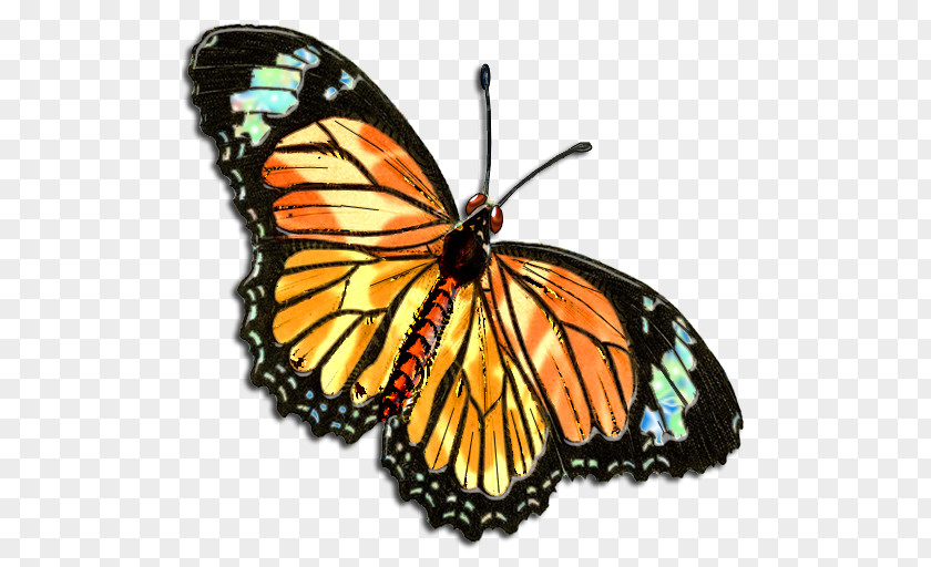 Buterfly Full-Color Decorative Butterfly Illustrations Love In The Name Of Christ (Love INC) Greater Hillsboro Drawing Clip Art PNG