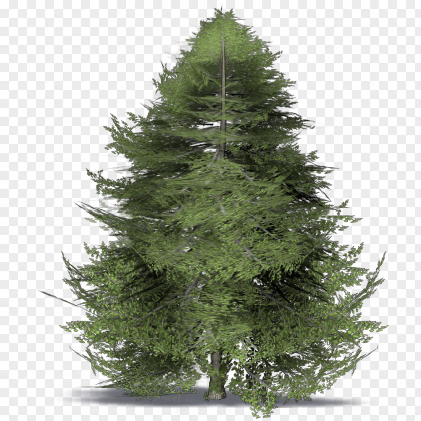 Christmas Tree Spruce Day Branch PNG