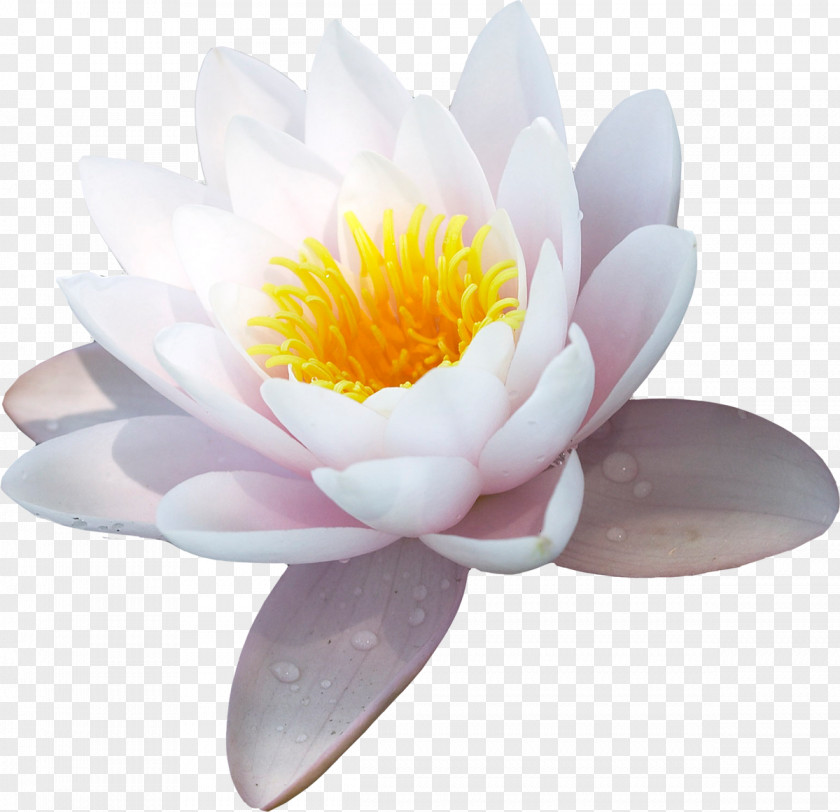 Flower Water Lily Nelumbo Nucifera Symbol PNG