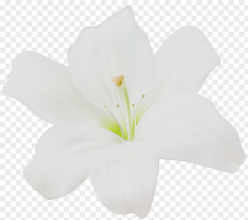 Jersey Lily Cut Flowers Mallows Plant Stem PNG