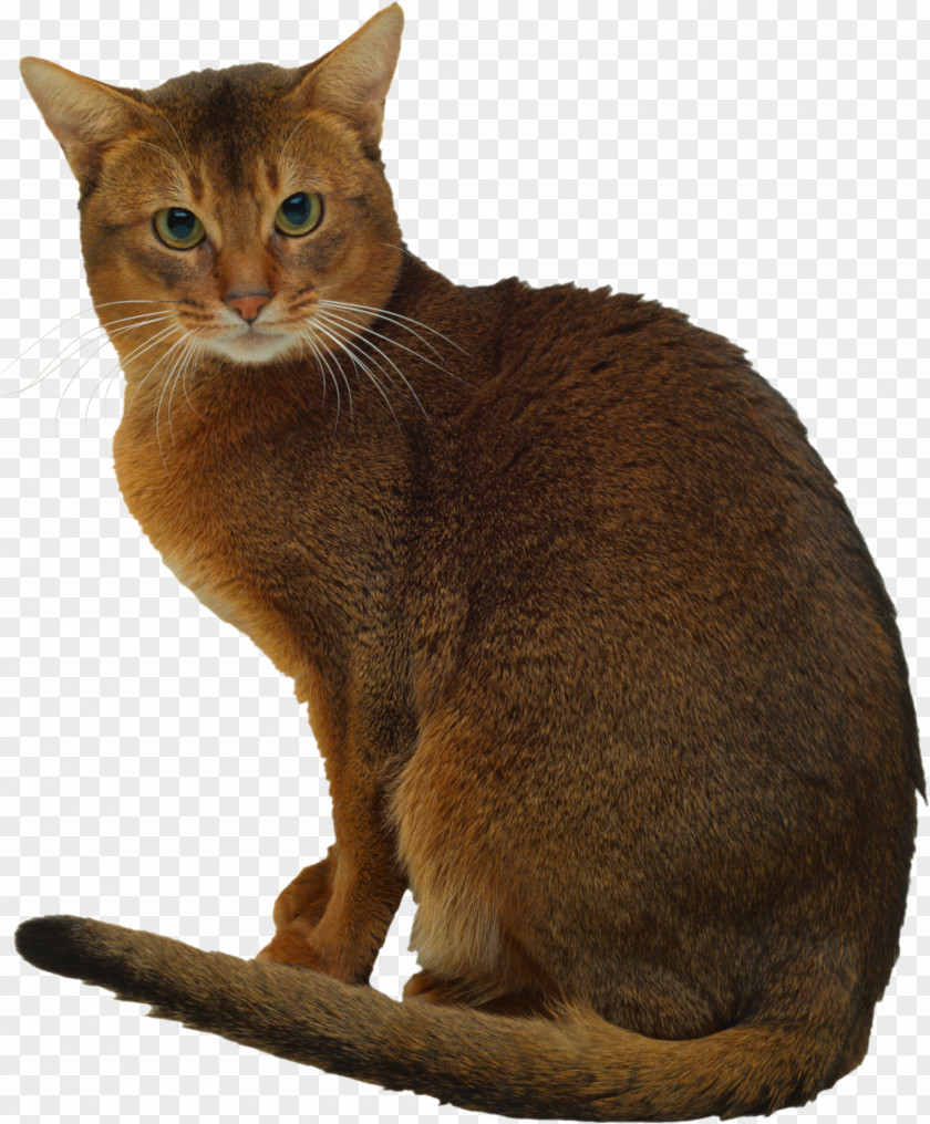 Cats Abyssinian Somali Cat Dragon Li Exotic Shorthair American PNG