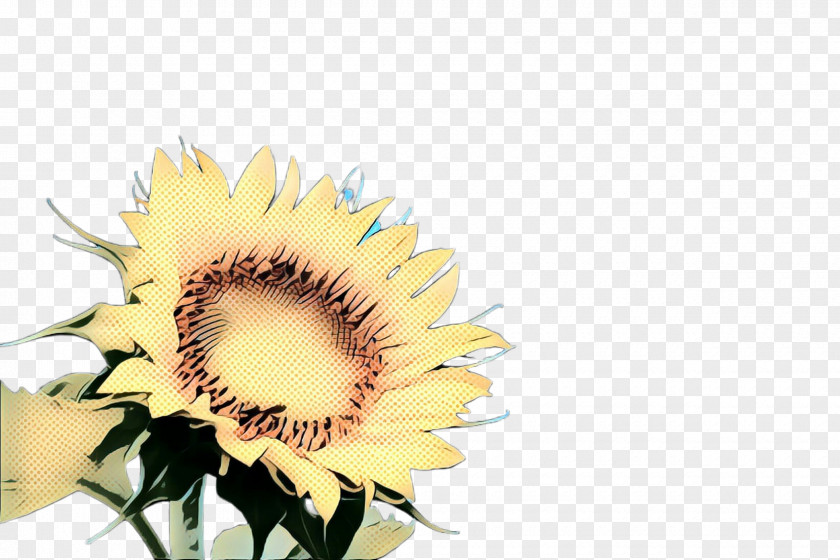 Cut Flowers Pollen Background PNG