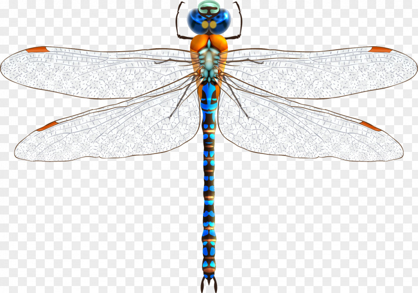 Dragonfly Vector Insect Clip Art PNG