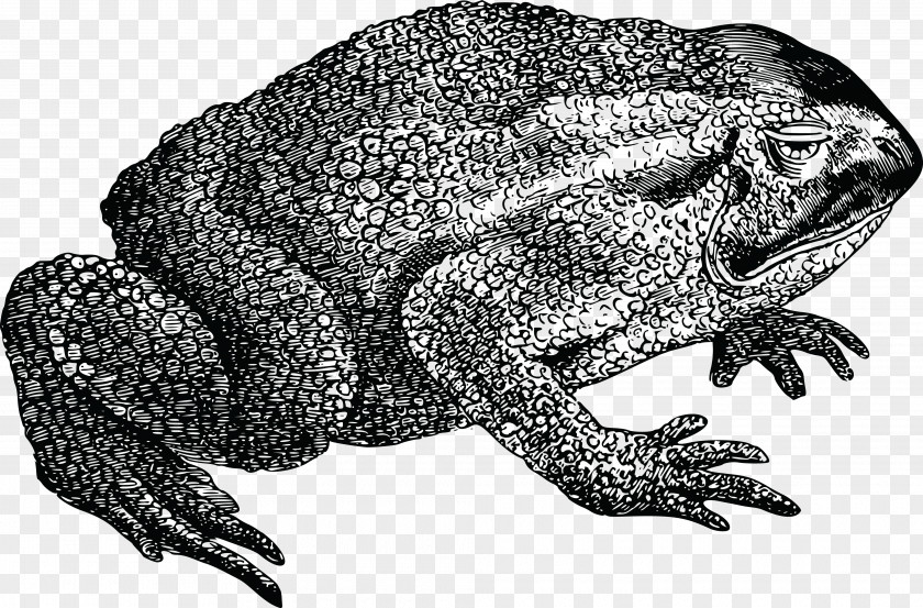 Frog Cane Toad True Amphibian PNG