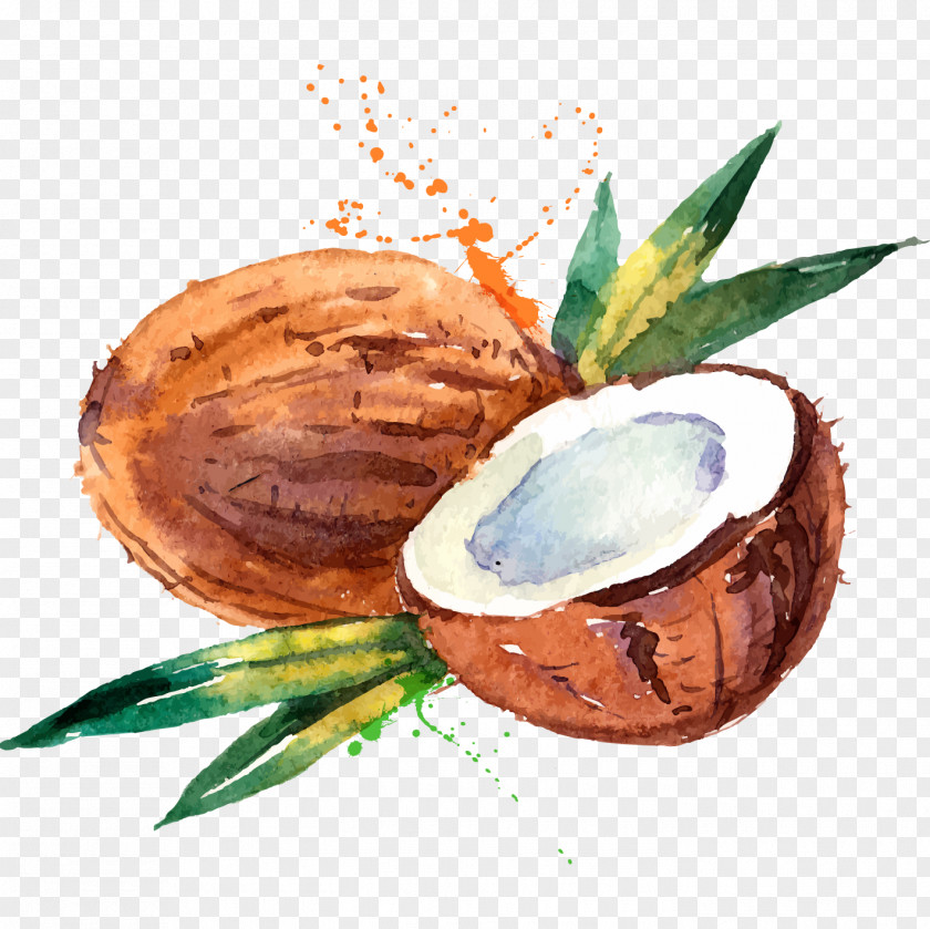 Hand-painted Watercolor Coconut Water Milk Painting PNG