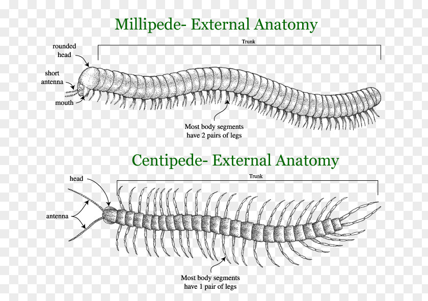 Millipede Centipedes And Millipedes House Centipede Pest PNG