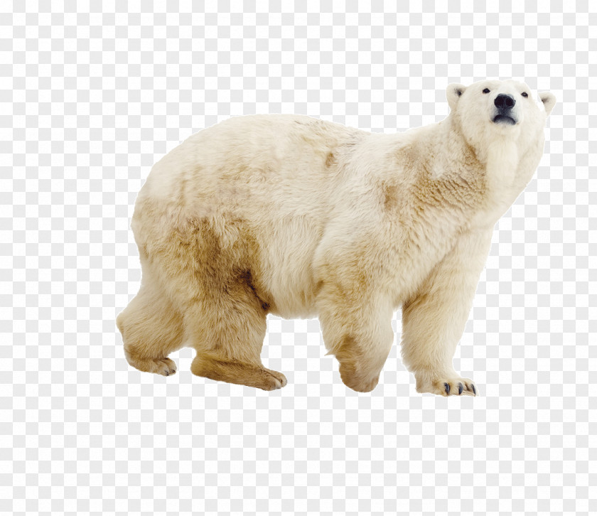 Polar Bear Pictures Brown PNG