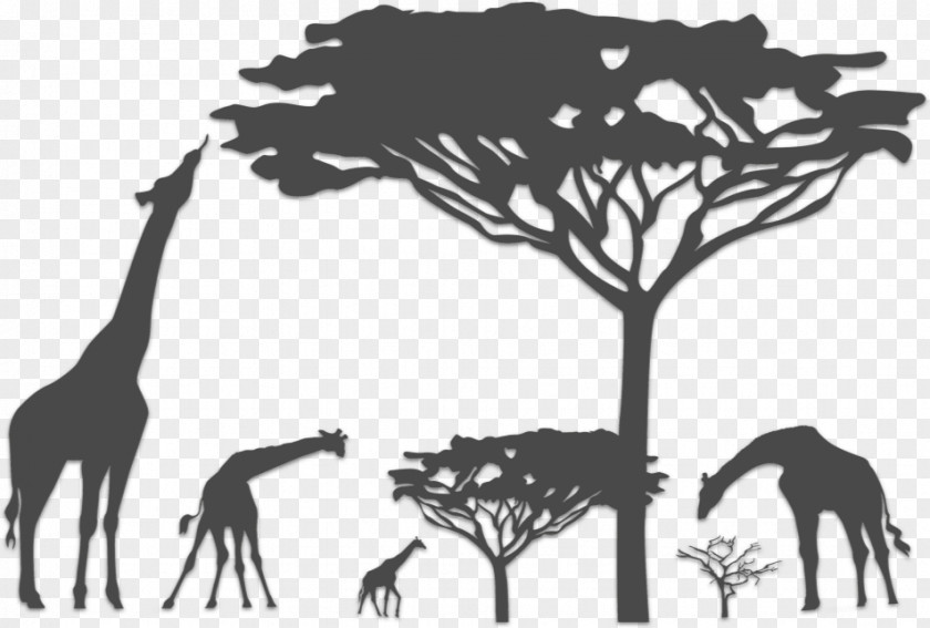 Safari Vector Graphics Kalahari Desert Illustration Giraffe PNG