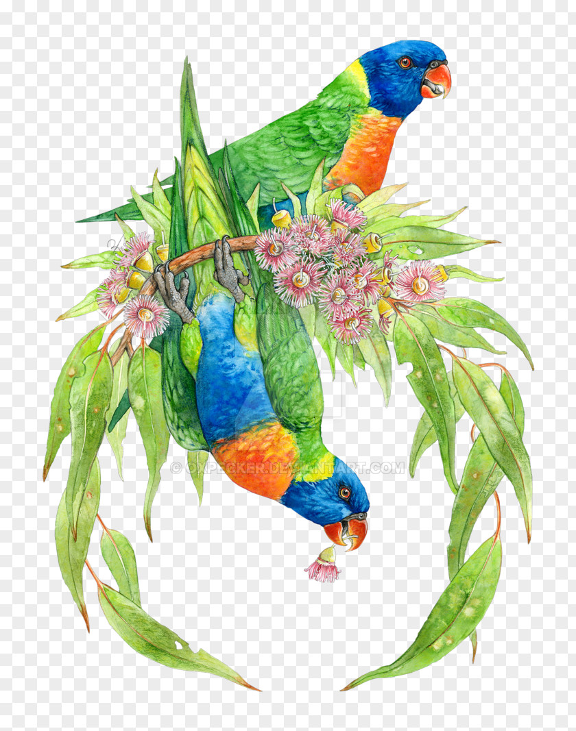 Watercolor Wreath Bird Parrot Lories And Lorikeets Rainbow Lorikeet Drawing PNG
