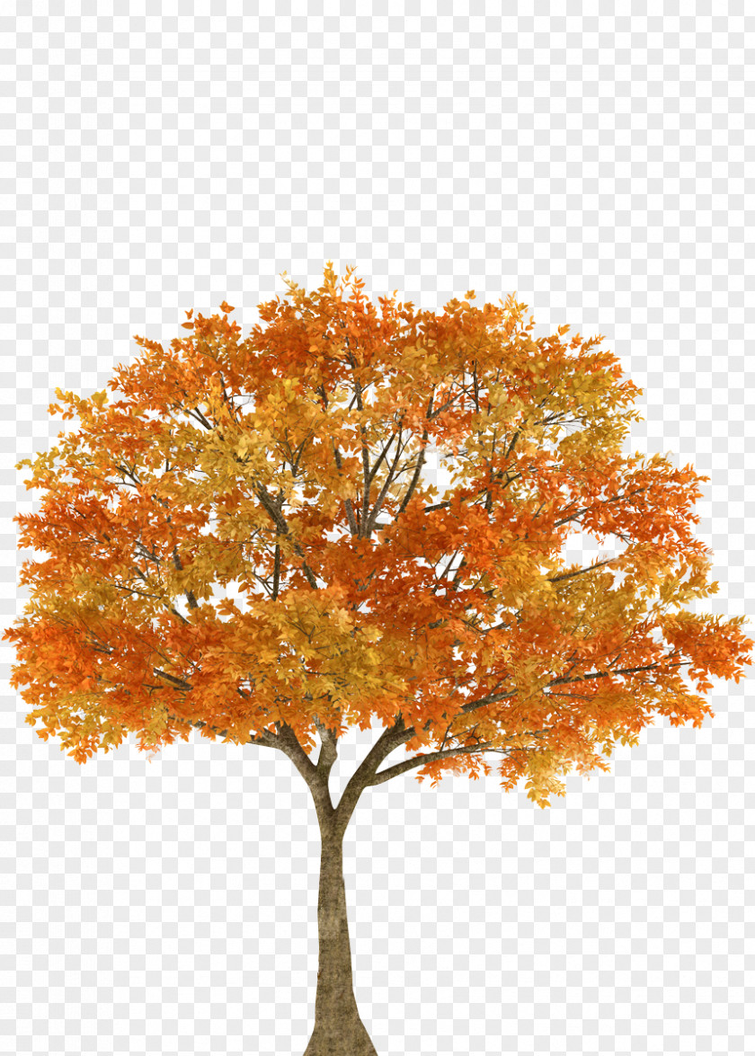 Fall Autumn Tree Maple Oak Branch PNG