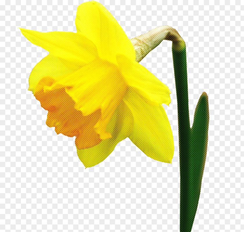 Flower Yellow Narcissus Petal Plant PNG