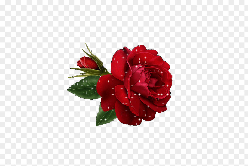 Rose Rain Flower Red Clip Art PNG