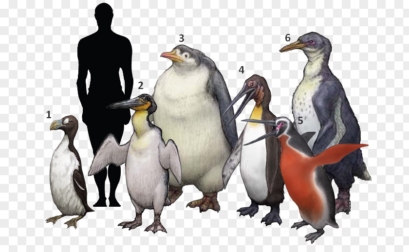 Bird King Penguin Palaeeudyptinae Anthropornis Pachydyptes PNG